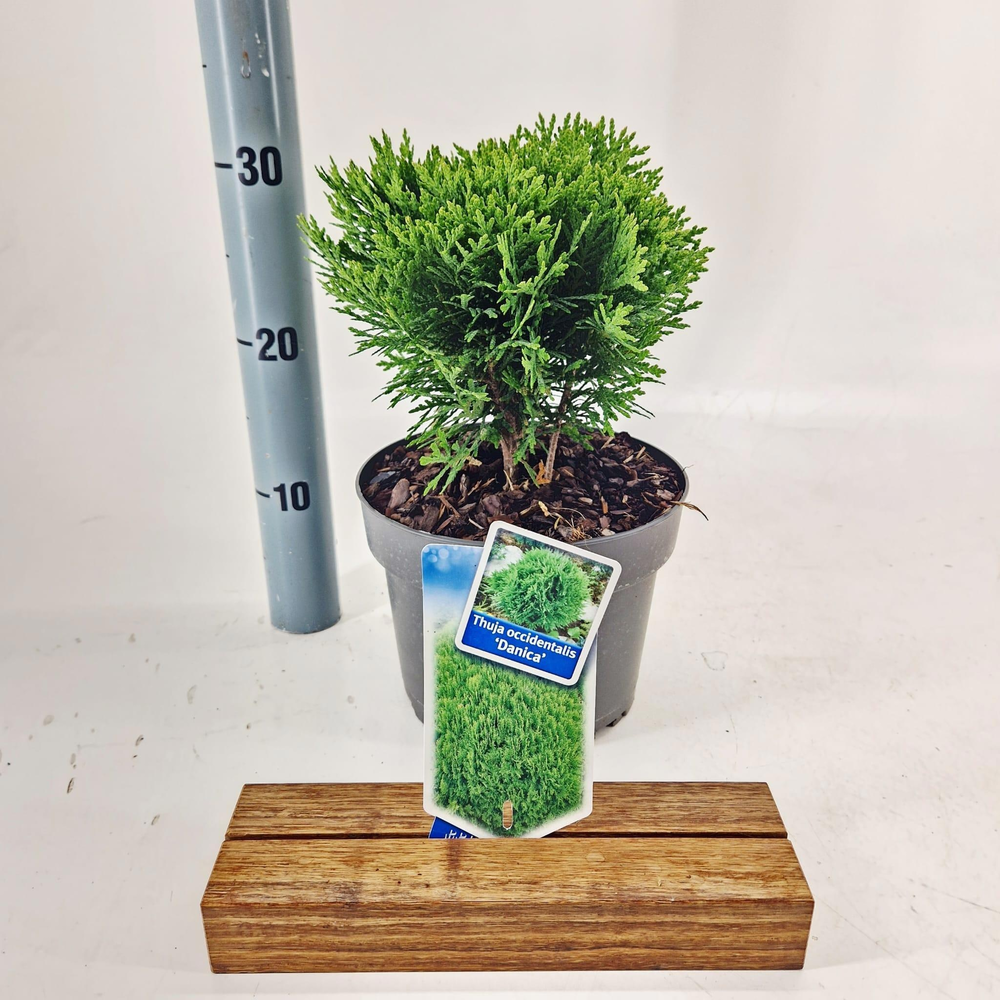 Thuja occ. ‘Danica’.