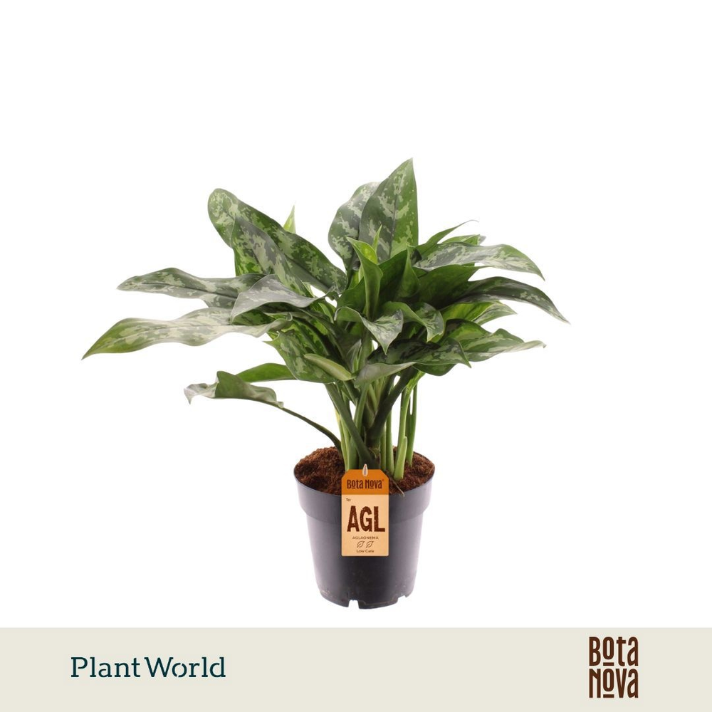 Aglaonema Maria (Decorum).