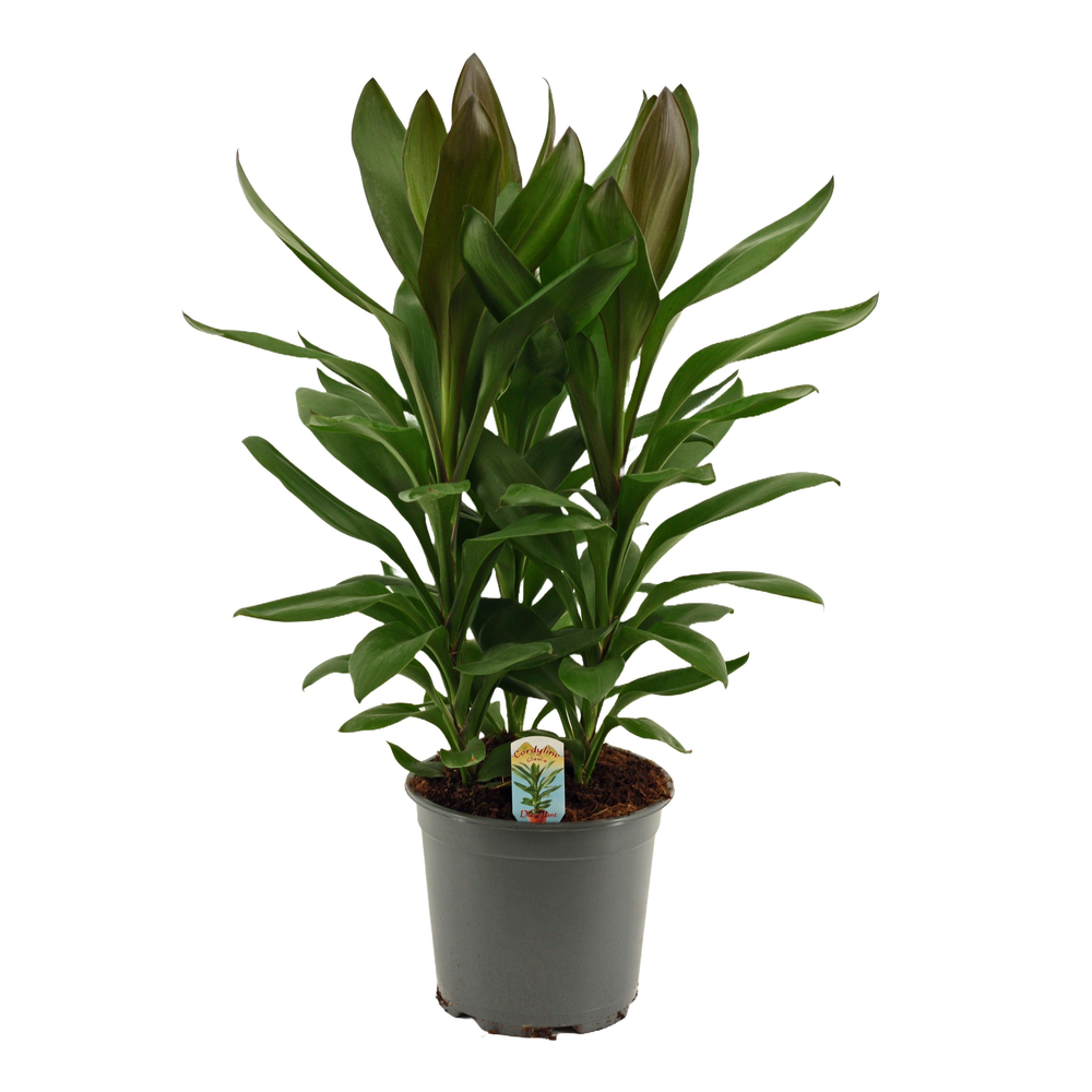 Cordyline Glauca Toef 19 cm.