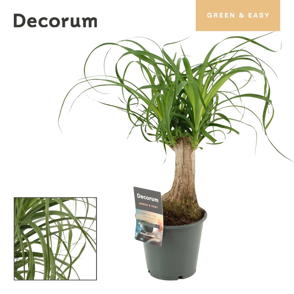 Beaucarnea recht 12 cm (Decorum).