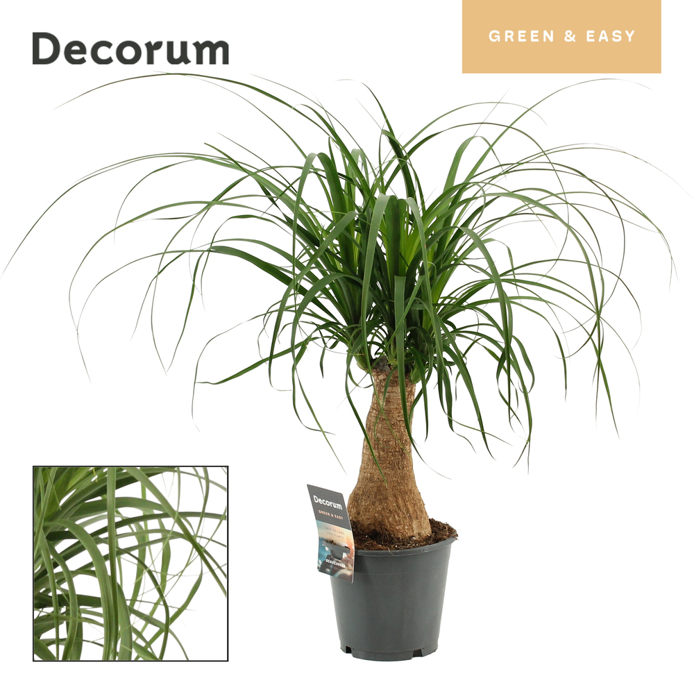 Beaucarnea recht 14 cm (Decorum).