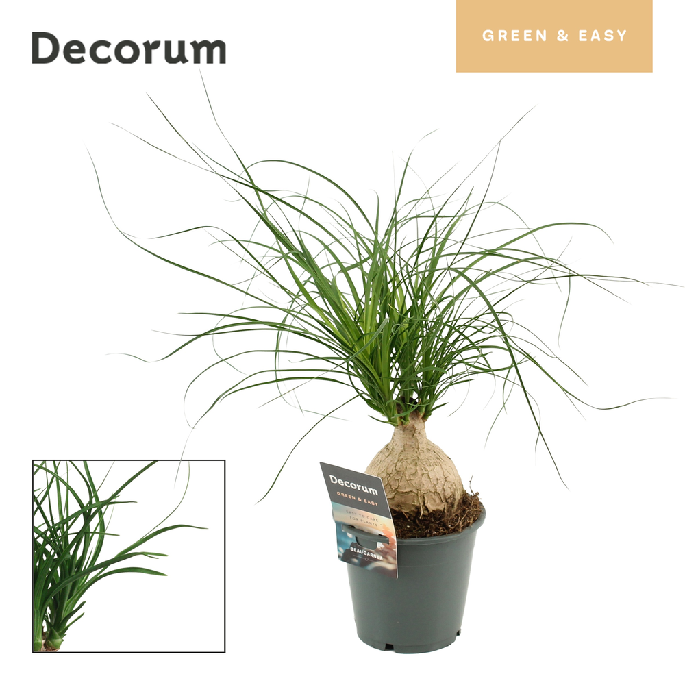 Beaucarnea bol 12 cm (Decorum).