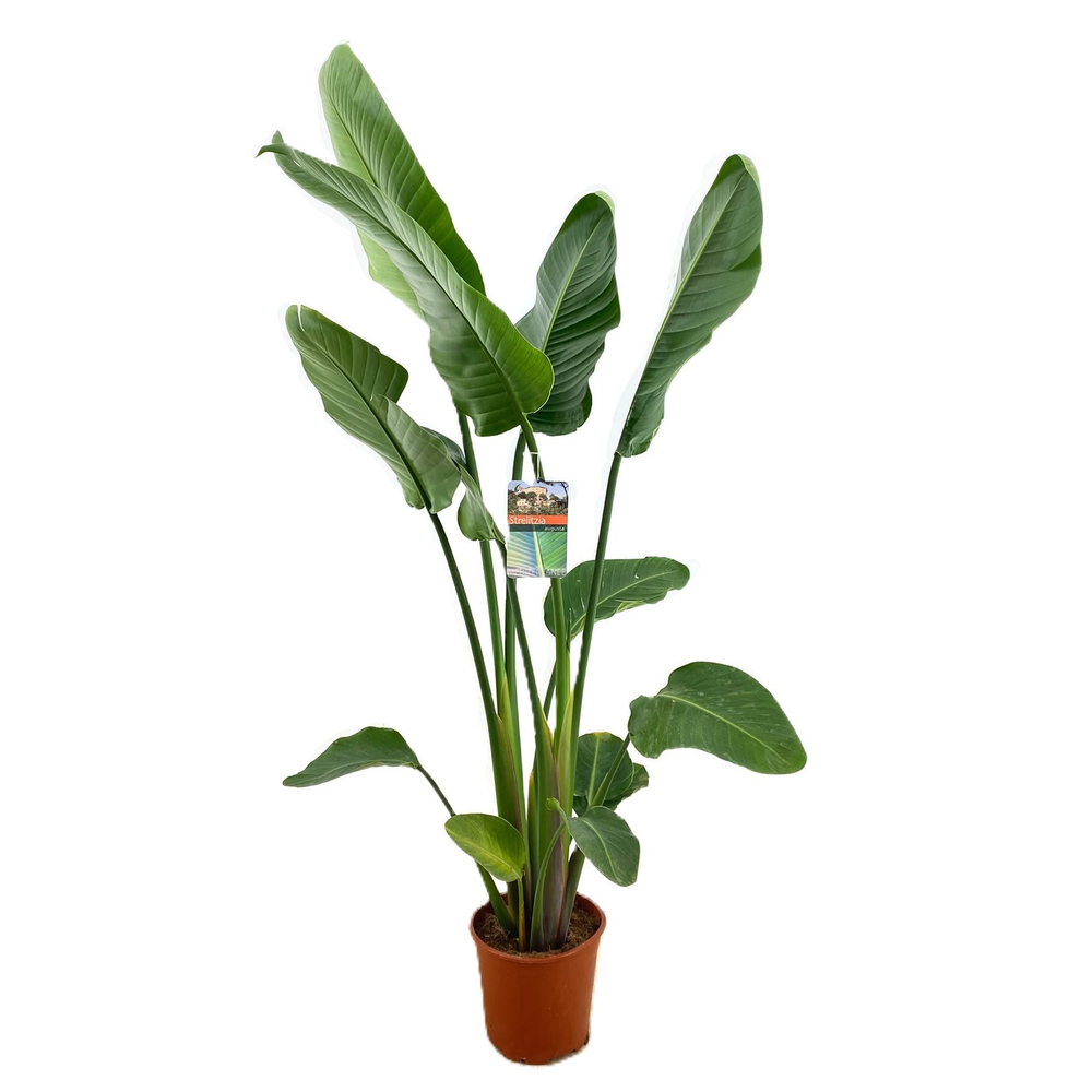Strelitzia augusta.