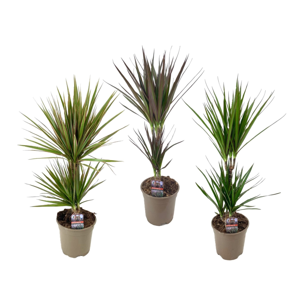 Dracaena marginata mix.