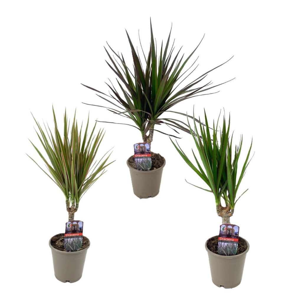 Dracaena marginata mix.