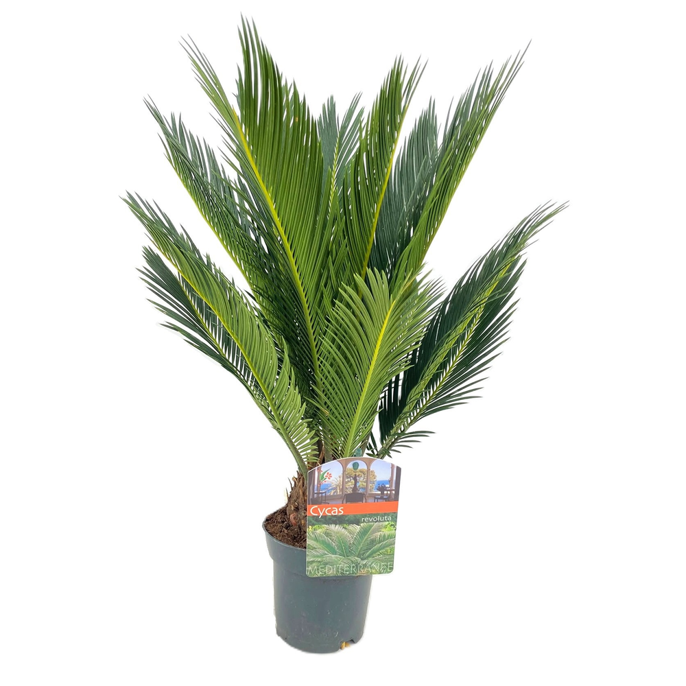 Cycas revoluta.