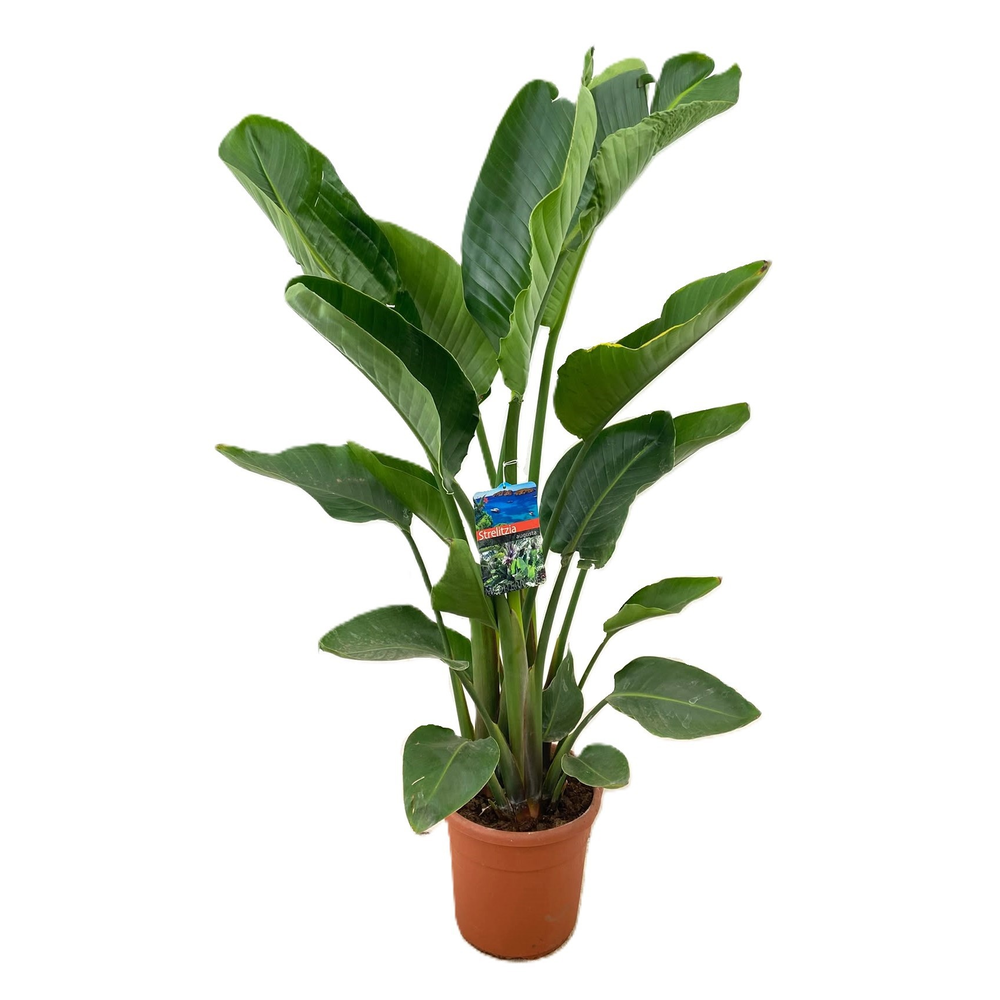 Strelitzia augusta.