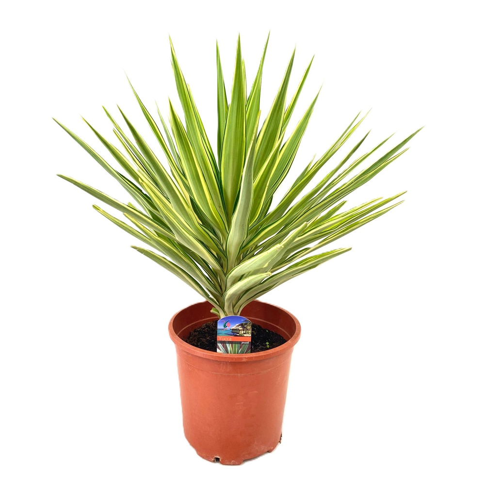 Yucca jewel.