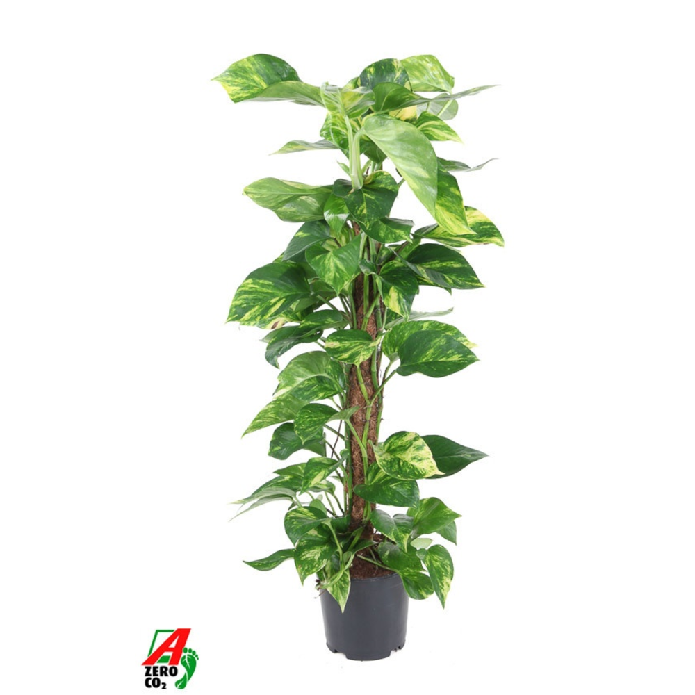 Epipremnum Pinnatum Kratiste P19.