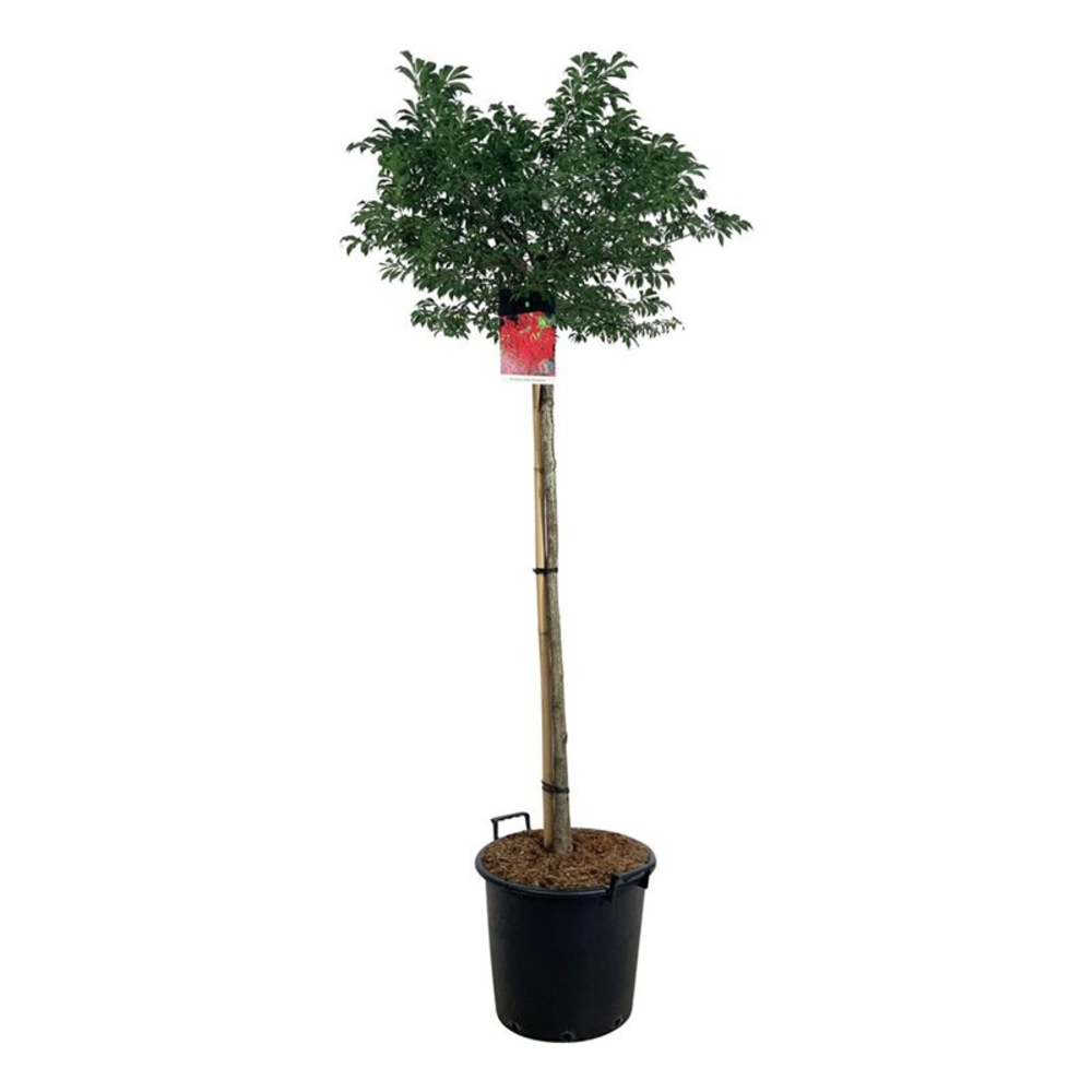 Euonymus alatus 'Compactus'.