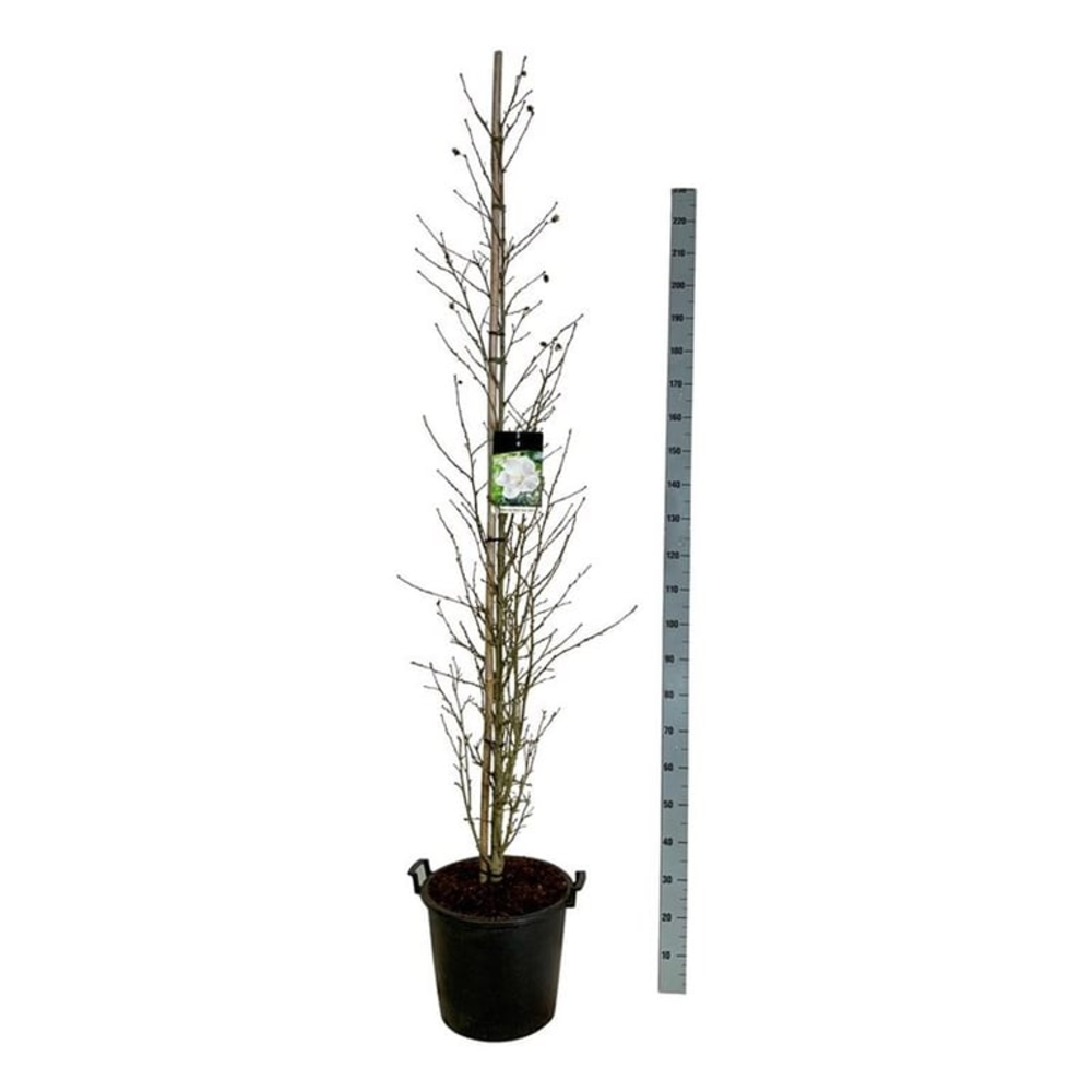 Hibiscus syr. Flower Tower White.