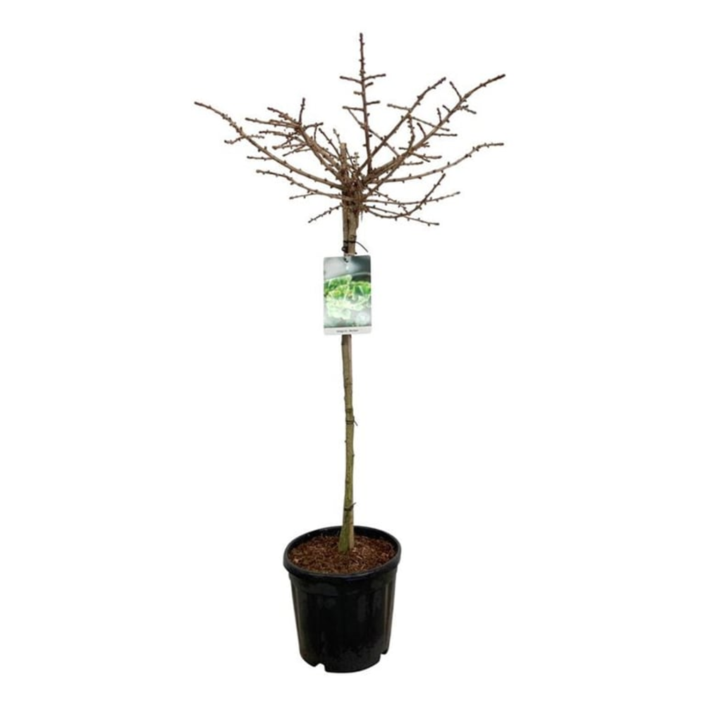 Ginkgo biloba 'Mariken'.