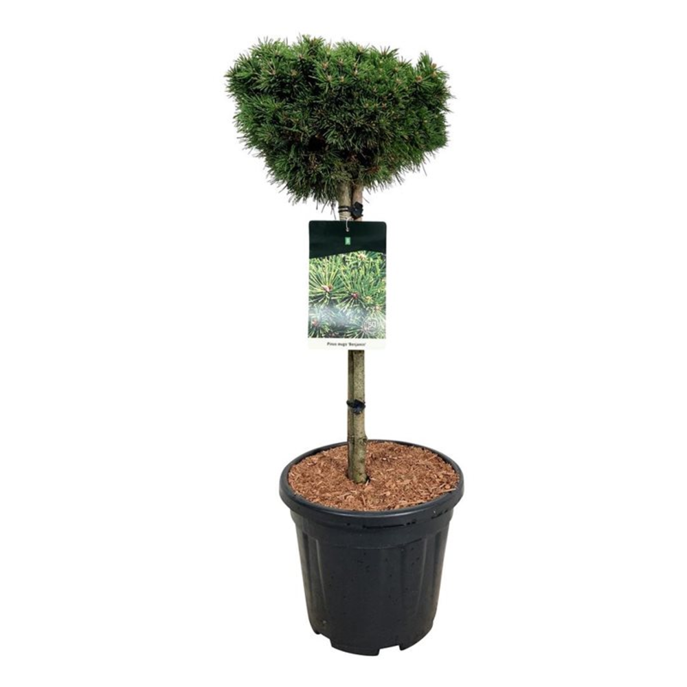 Pinus mugo 'Benjamin'.