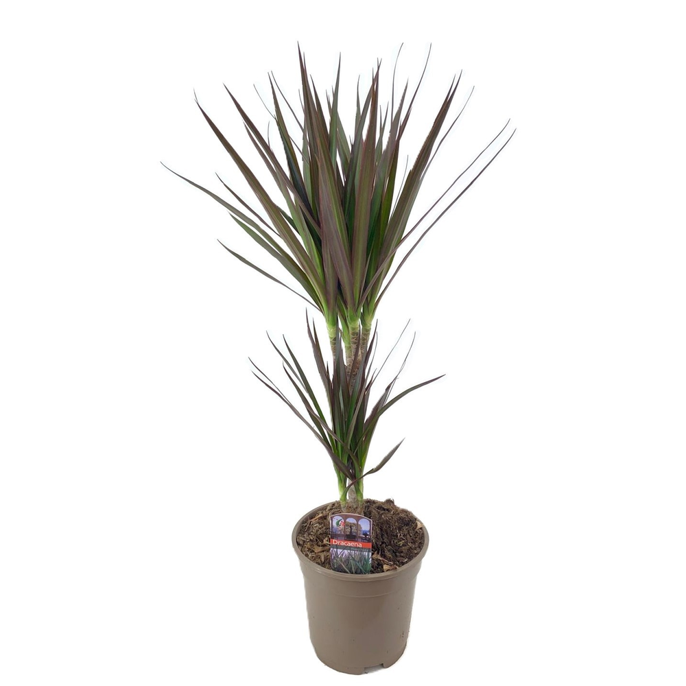 Dracaena magenta 30-10.