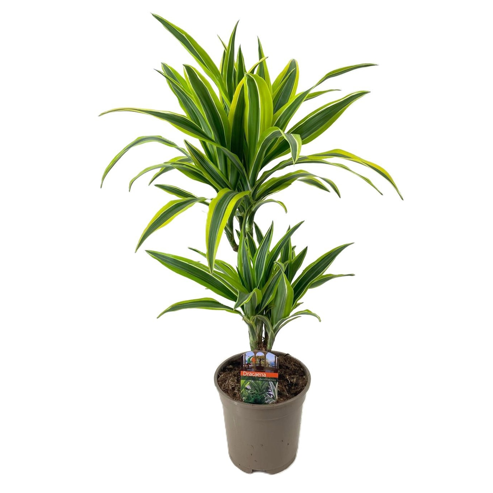 Dracaena deremensis lemon lime 30-10.