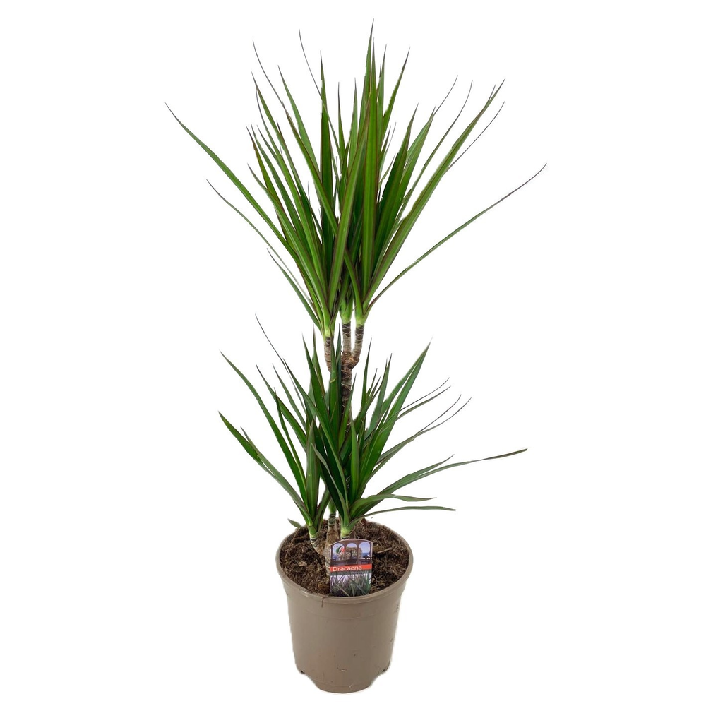 Dracaena marginata 30-10.