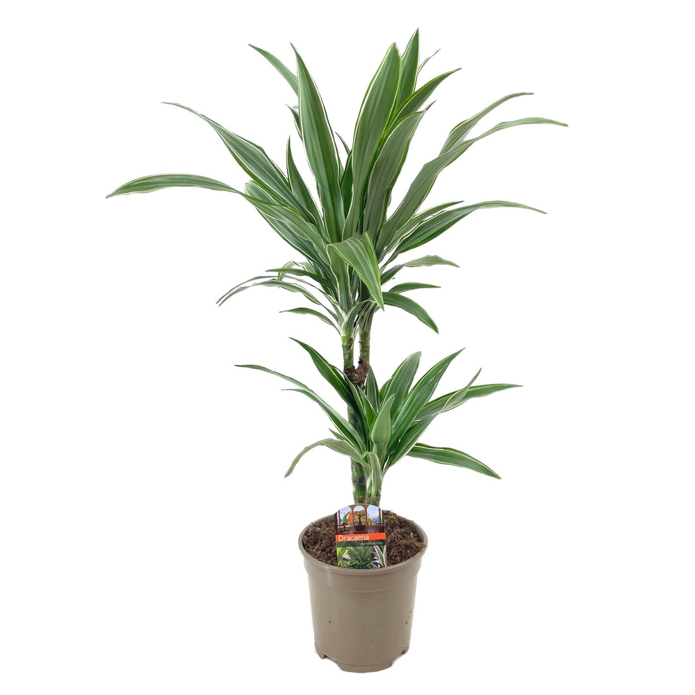 Dracaena deremensis warneckei 30-10.