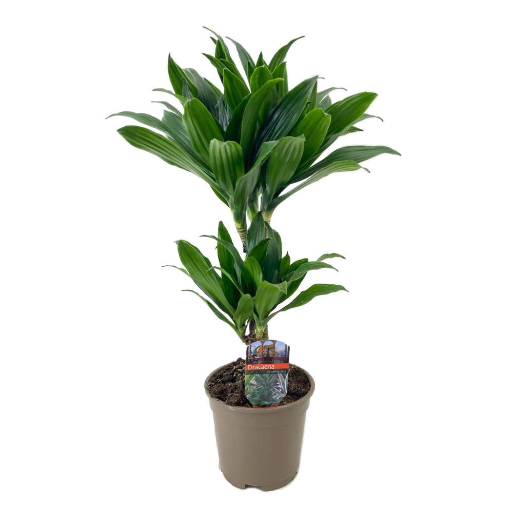 Dracaena deremensis compacta 30-10.