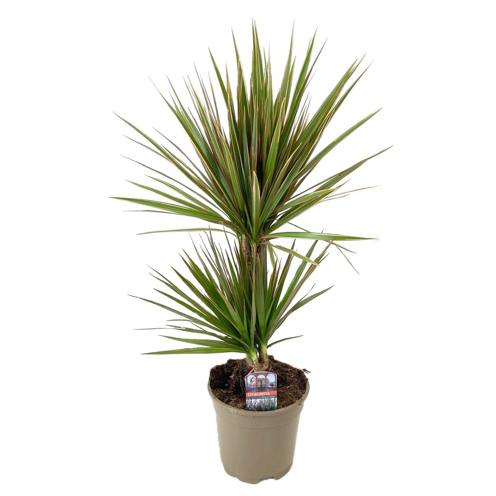 Dracaena marginata Bicolor 30-10.