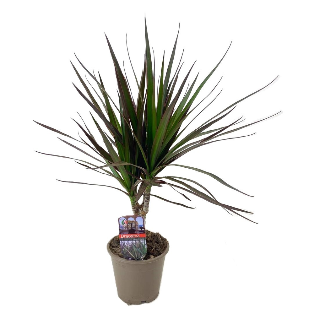 Dracaena magenta.