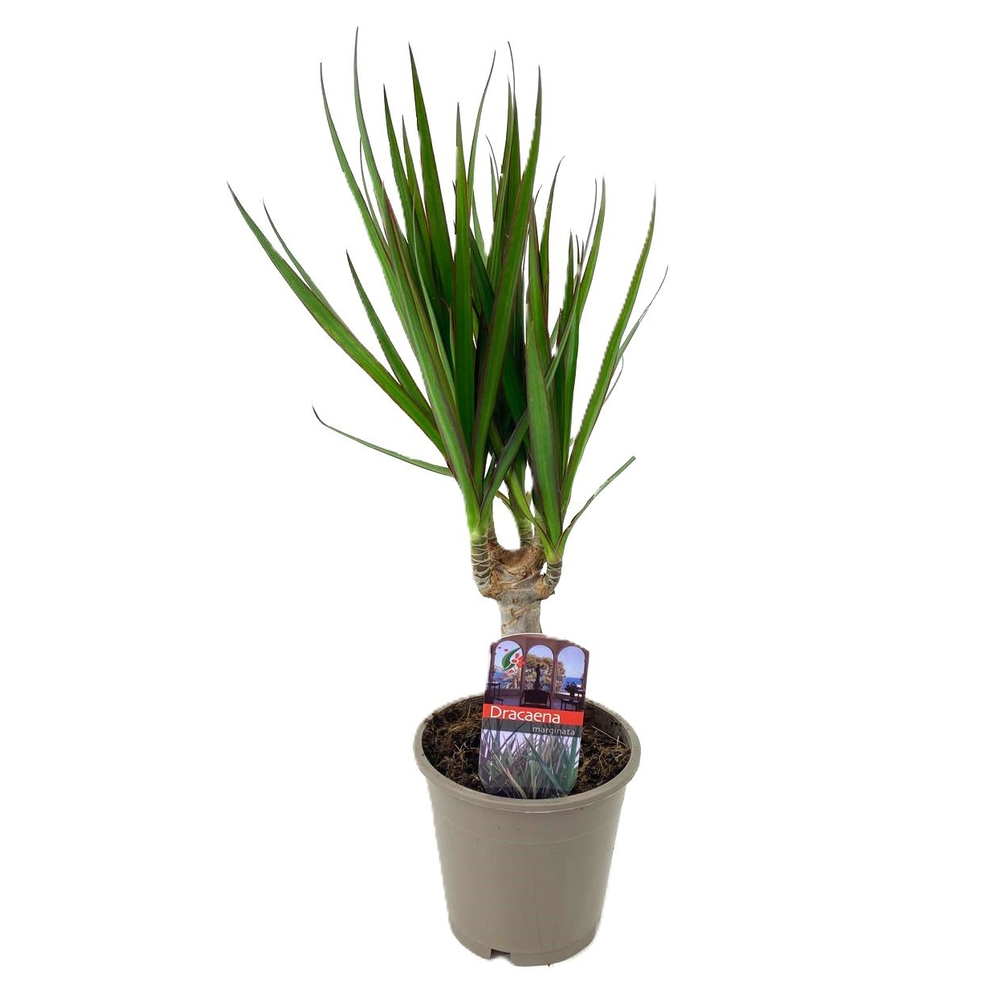 Dracaena marginata.
