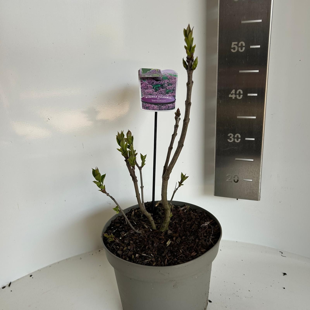Syringa vulg. 'Sensation'.