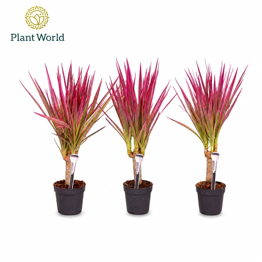Dracaena Make-Upz Roze op stam 7 cm.