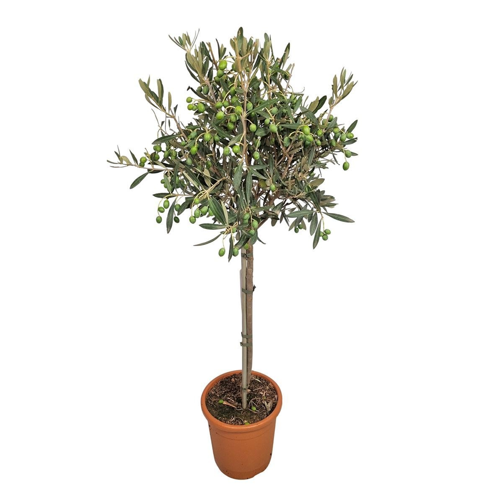 Olea Europaea Stem - 1241.