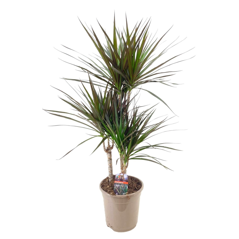 Dracaena magenta 45-25-10.