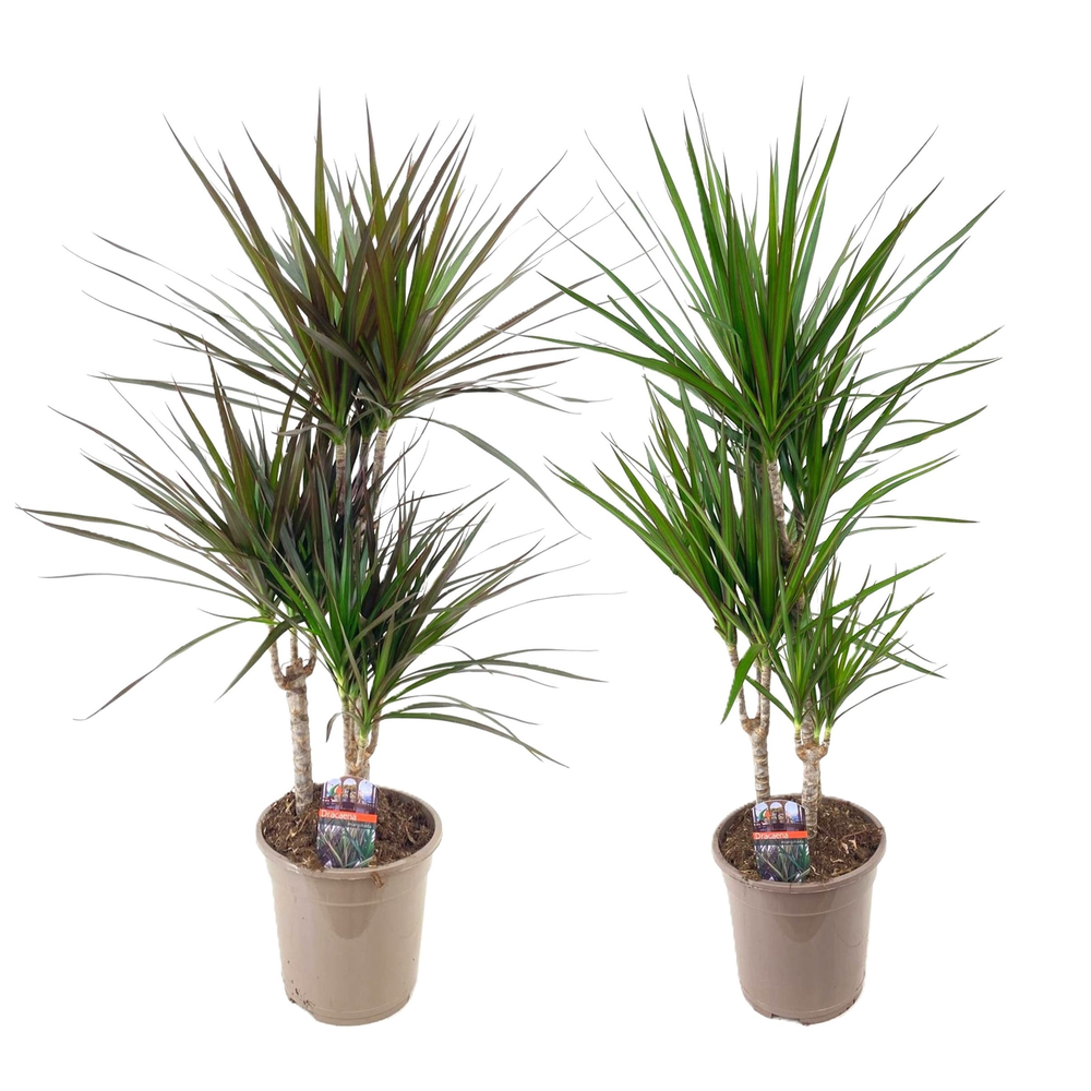 Dracaena marginata mix.