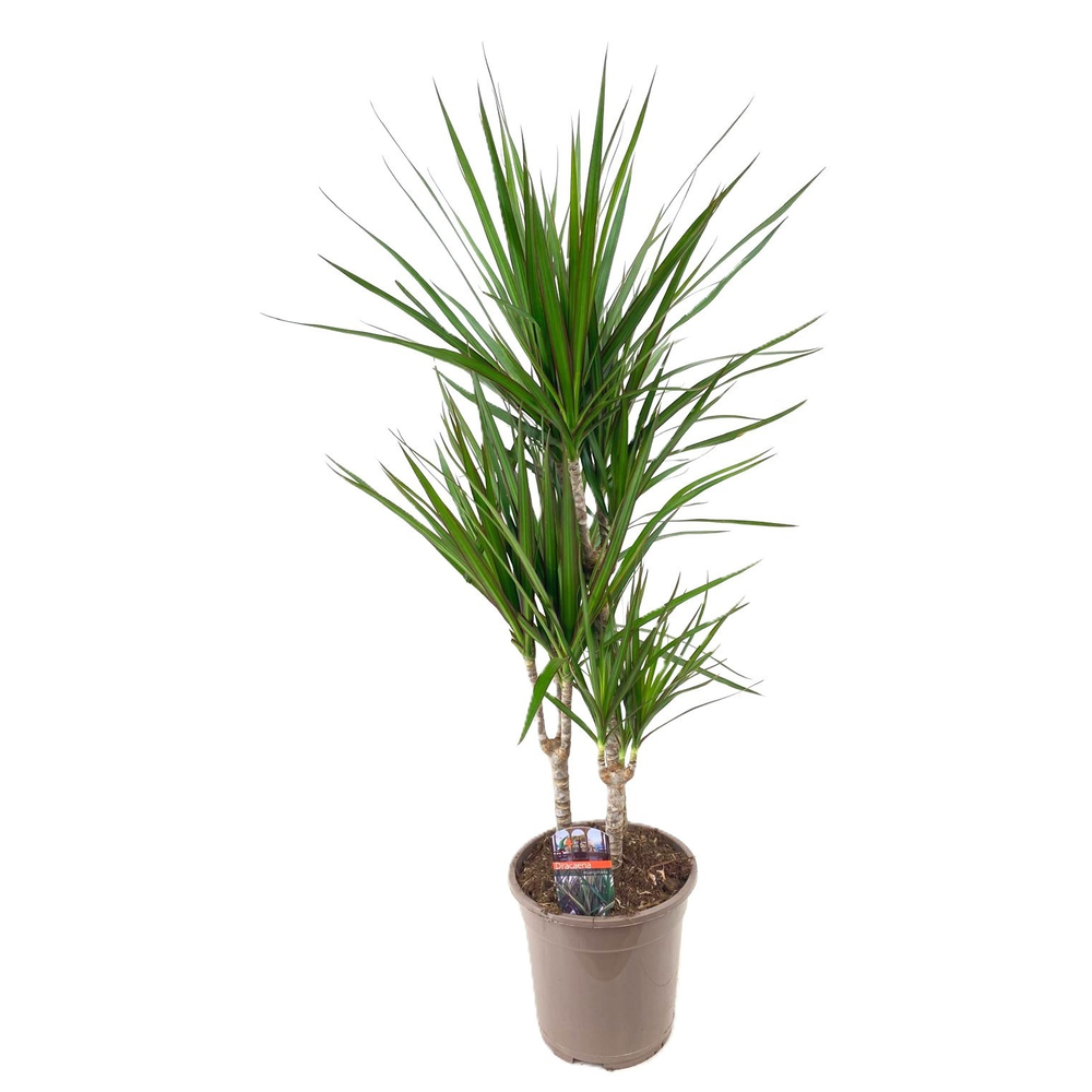 Dracaena marginata 45-25-10.
