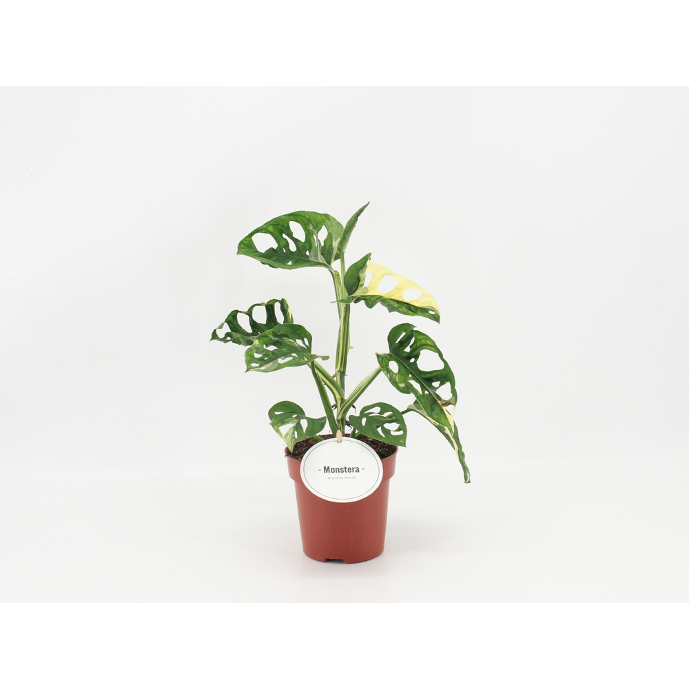 Monstera Adansonii Variegata B.