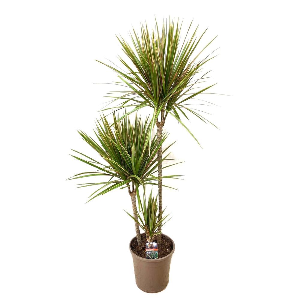 Dracaena bicolor 75-45-10.