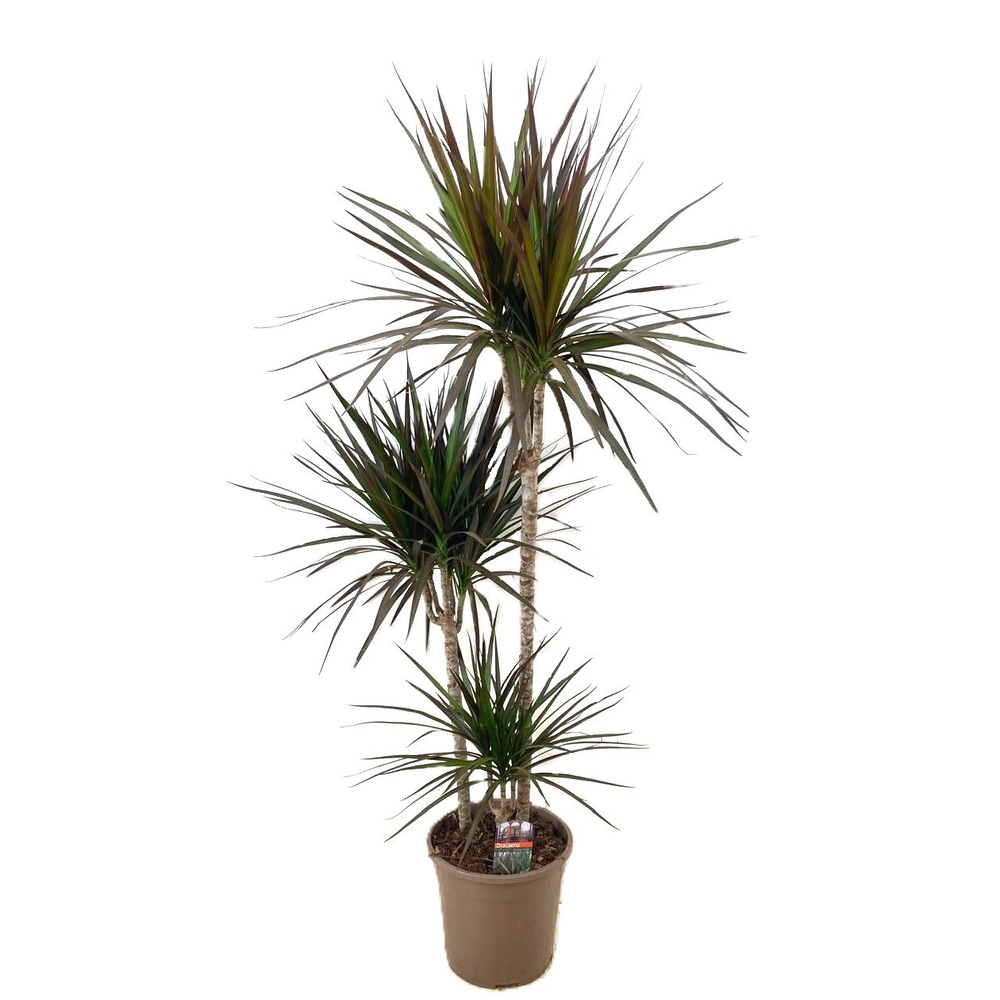 Dracaena magenta 75-45-10.