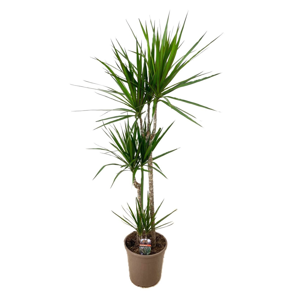 Dracaena marginata 75-45-10.