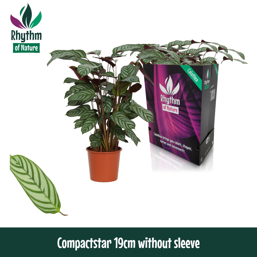 Calathea 19cm Compactstar Rhythm of Nature zonder .