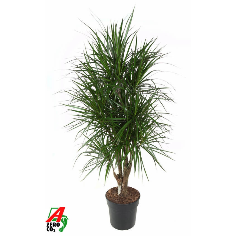 Dracaena Marginata vertakt P31 - 160.