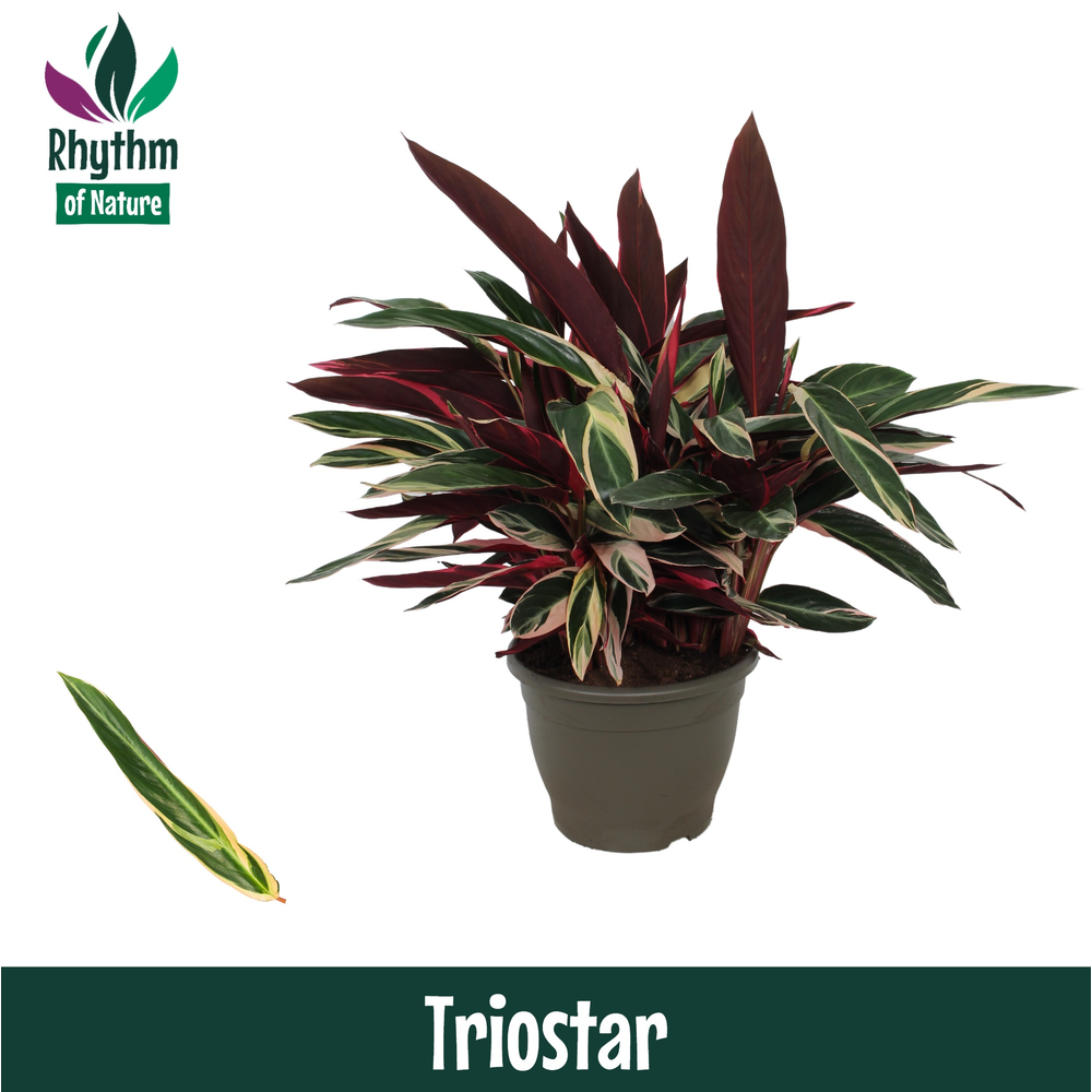 Calathea 32cm Triostar - Rhythm of Nature.