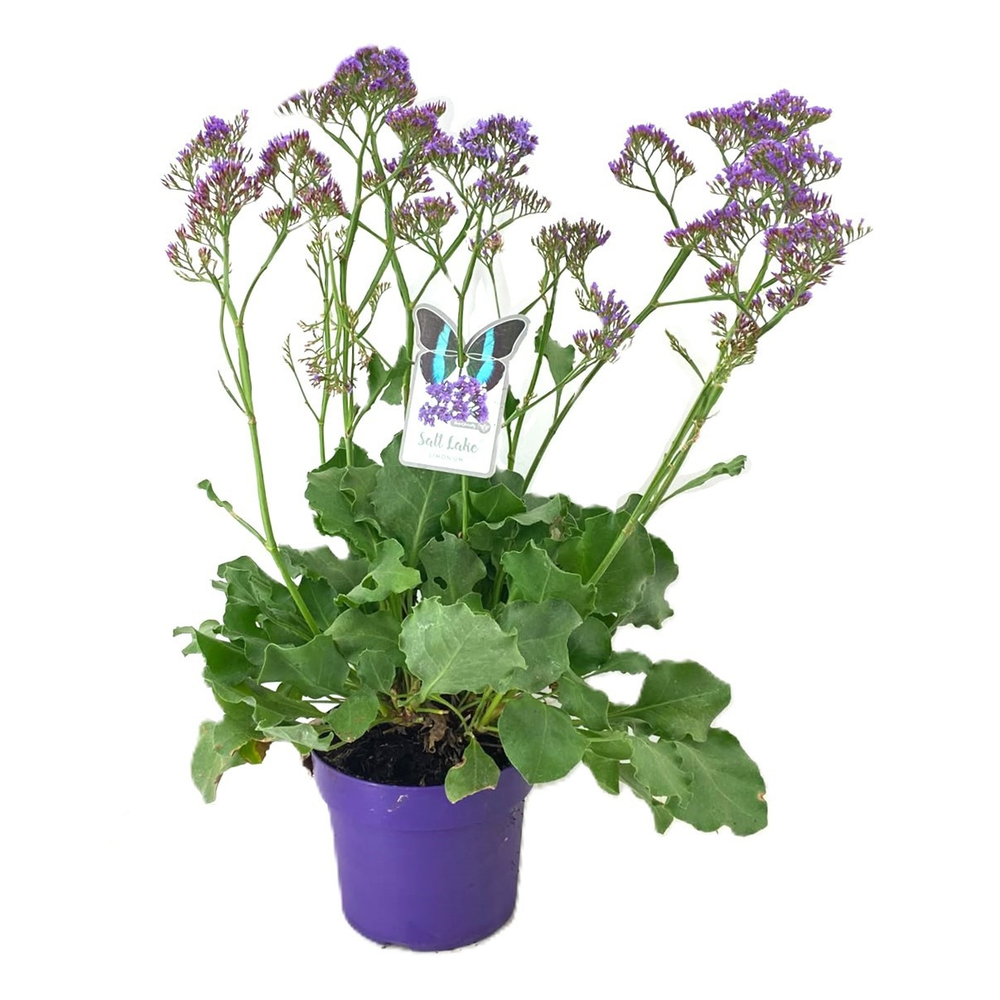 Limonium salt lake.