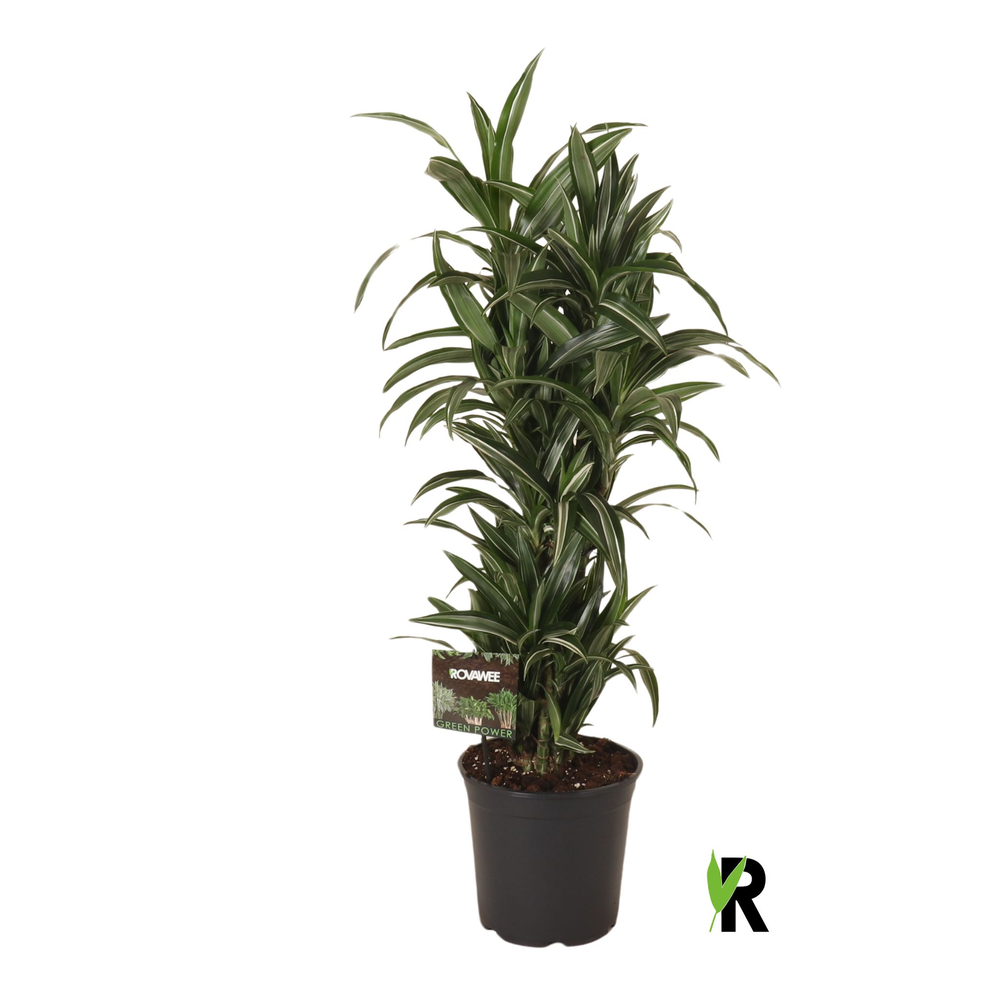 Dracaena fragr. Ulises vertakt.