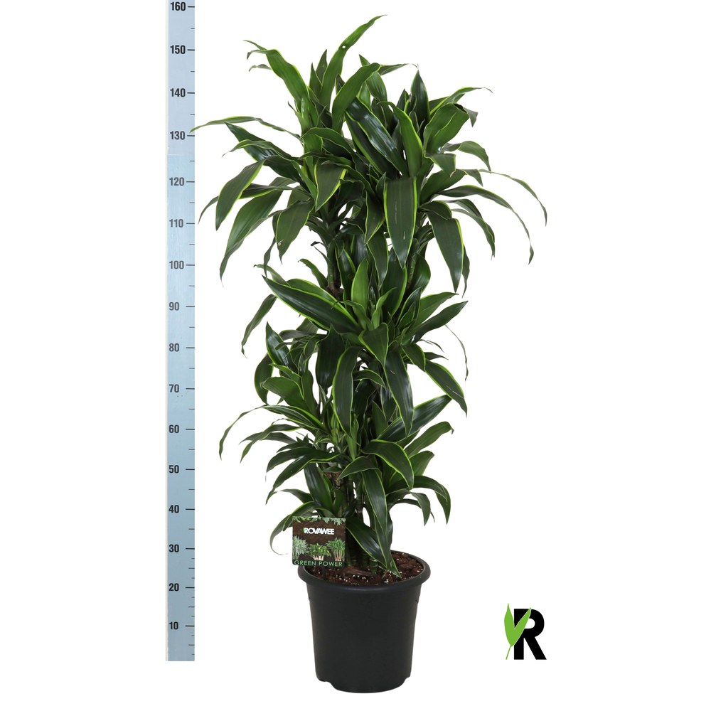 Dracaena der. Art vertakt.