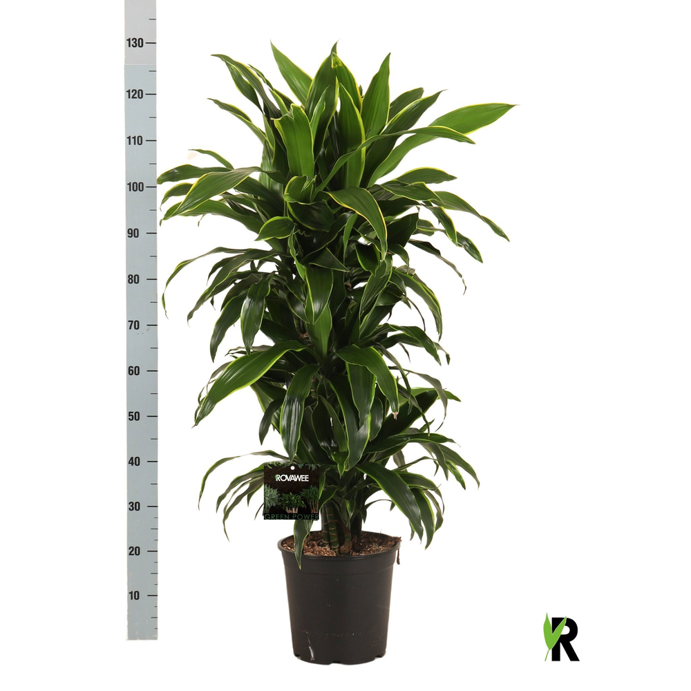 Dracaena der. Art vertakt.