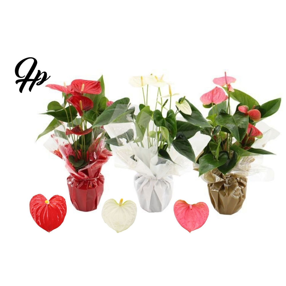 Anthurium 3 color mix in Rondello Clemence.