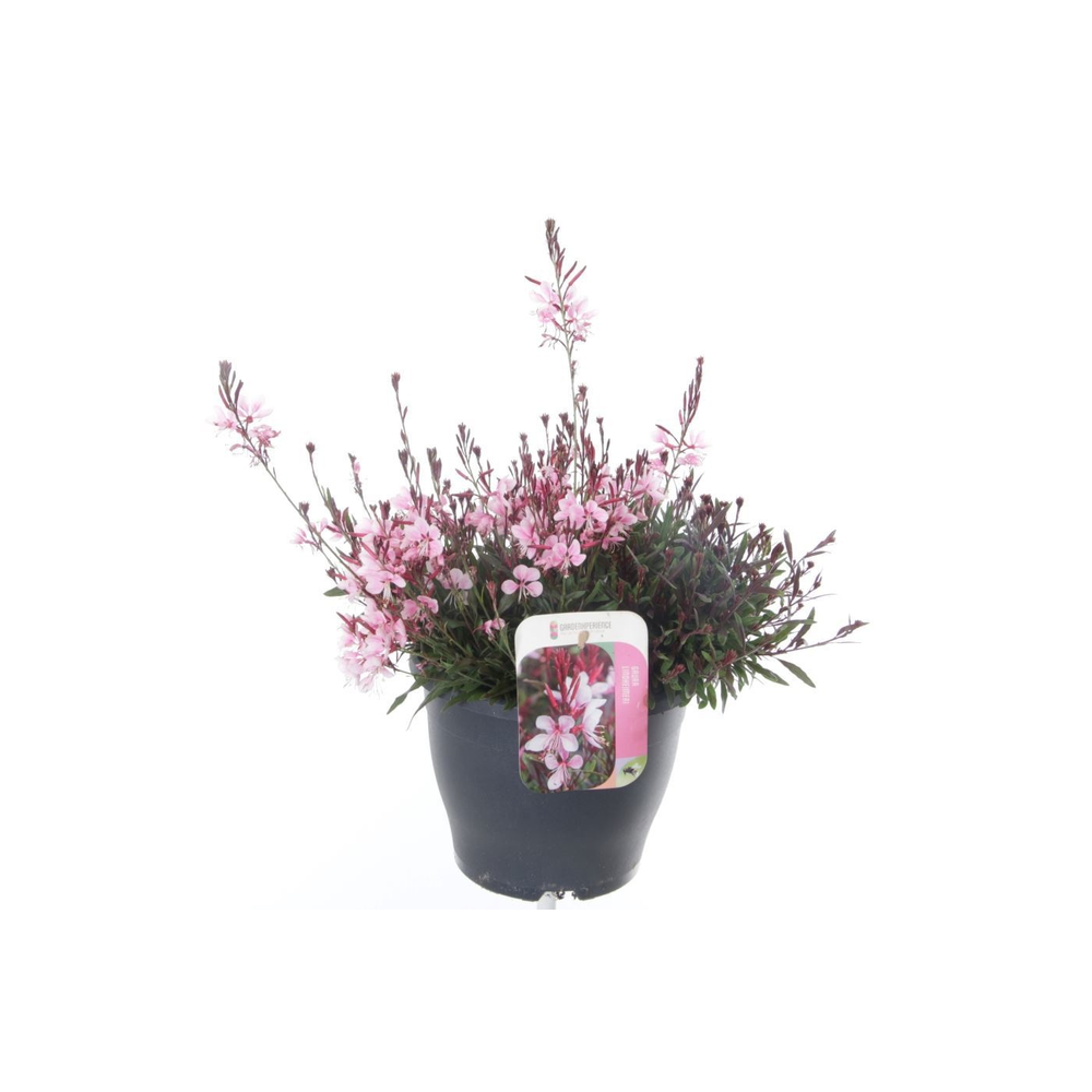 Gaura lind. Gaudi Medium Pink.