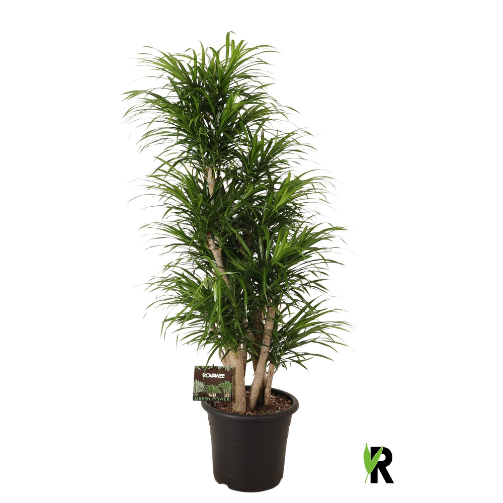 Dracaena refl. Anita vertakt.