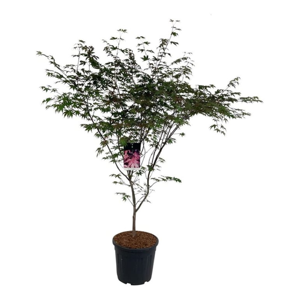 Acer pal. 'Bloodgood'.