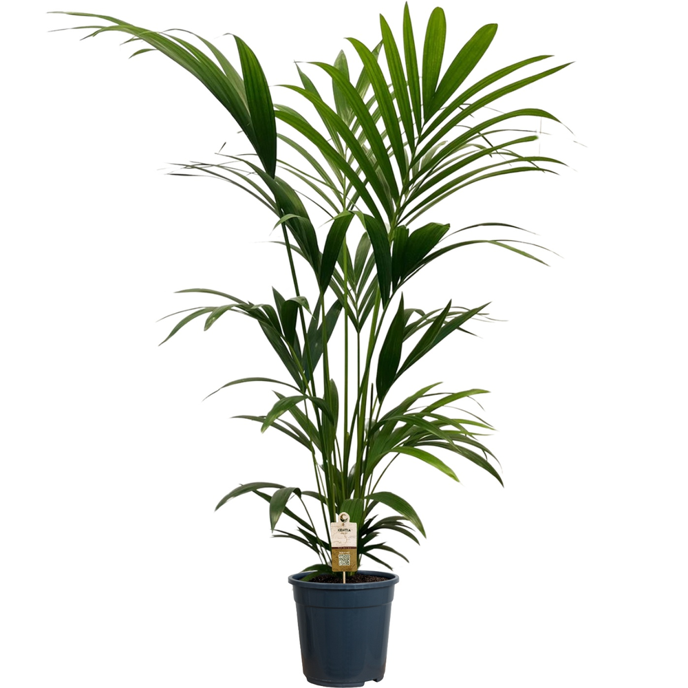 Howea forsteriana (Kentia) 5 pit 140-160cm.