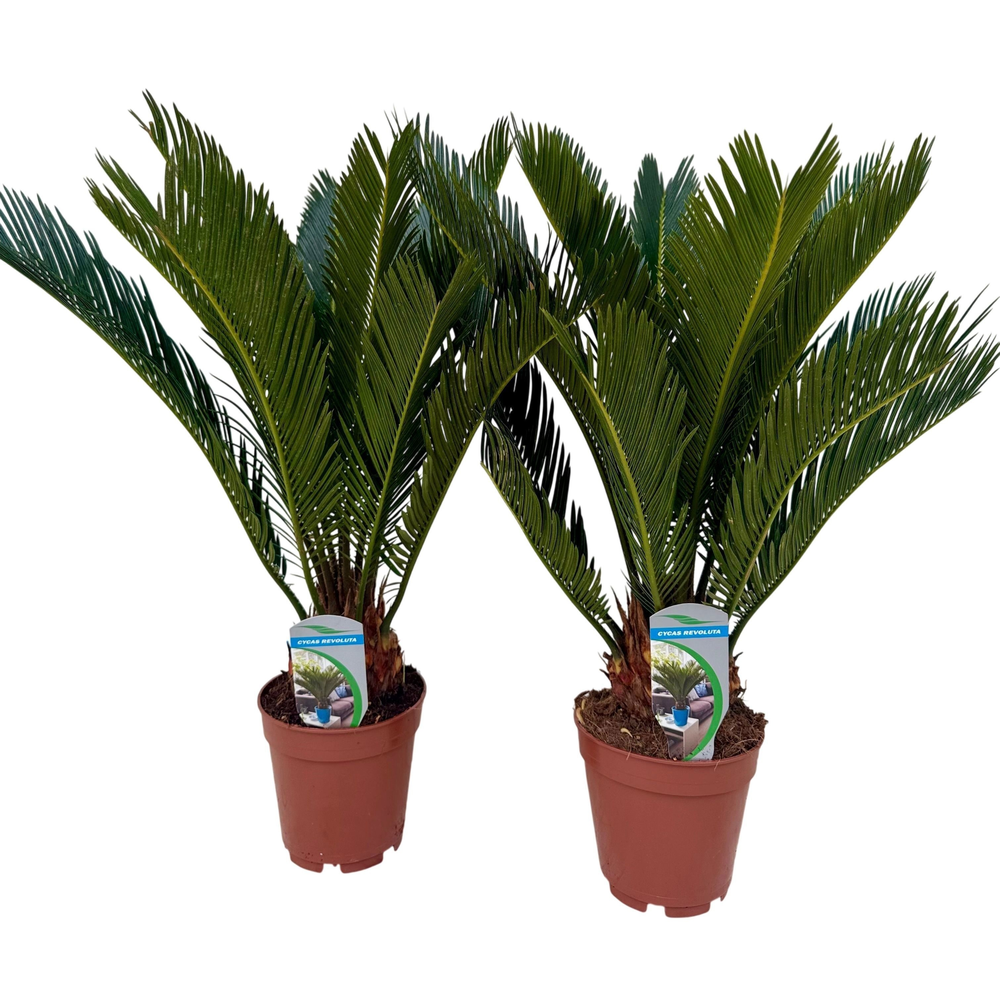 Cycas revoluta P14 XL.