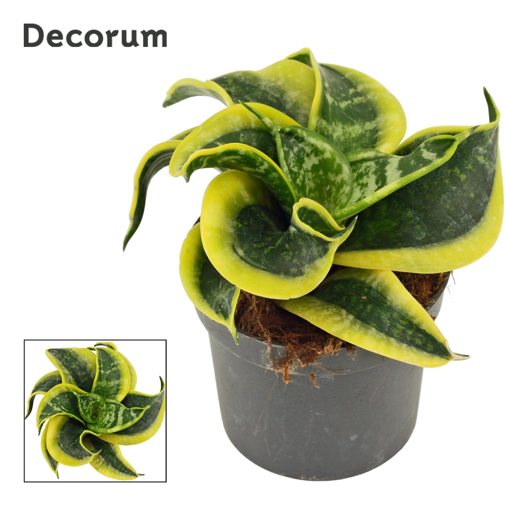 Sansevieria Hahnii 9 cm Tornado (Decorum).