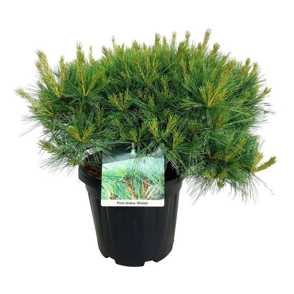 Pinus strobus 'Minima'.
